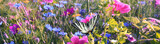 Schmetterling 1223