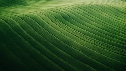 Poster - Verdant wheat field undulating with gentle wind movements, revealing rhythmic wave patterns embodying sustainable agricultural practices and natural landscape beauty