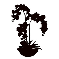 Wall Mural - orchid silhouette on white background vector