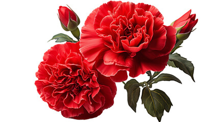 Wall Mural - red carnations stunning floral bloom, beautiful reddish petals for nature displays, isolated on tran