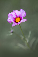 Canvas Print - pink cosmos flower isolated on green blur background