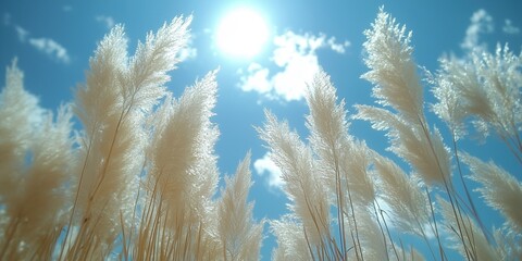 Wall Mural - a tranquil scene featuring tall pampas grass swaying gently under a bright blue sky with fluffy clou