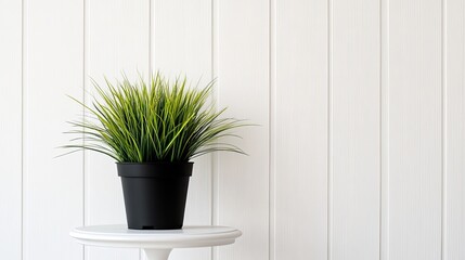 Poster - Green plant in black pot sits on white table against white wall