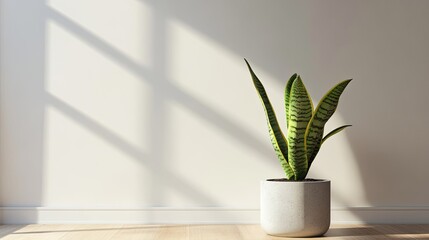 Poster - Snake Plant in a White Pot Against a Wall