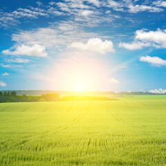 Wall Mural - Morning with bright sun in large wheat field.