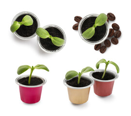 Wall Mural - Coffee capsules with green sprouts isolated on white, set