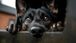 © tugkiara - Curious German Shepherd peeking from truck, rural background, pet portrait