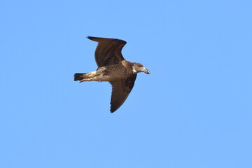 Poster - pacific gull