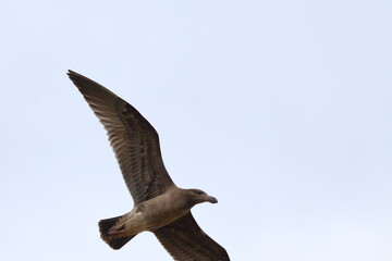 Canvas Print - pacific gull