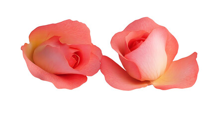Wall Mural - Rose isolated on white background, full depth of field