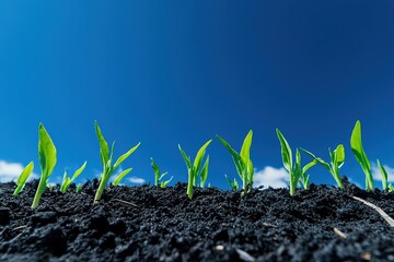 Vibrant green seedlings emerge from rich soil under a bright blue sky, signaling new growth and the promise of a bountiful harvest on a sunny day.