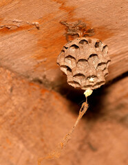 Wall Mural - wasp nest hanging on a wood