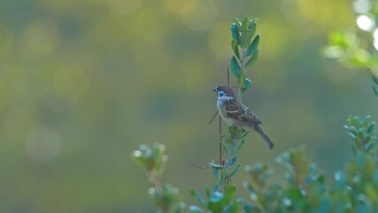 Poster - eurasian tree sparrow in a forest