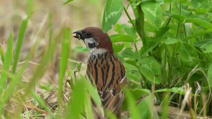 Poster - eurasian tree sparrow in a forest