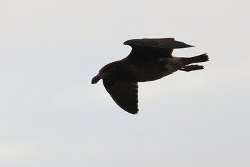 Canvas Print - pacific gull