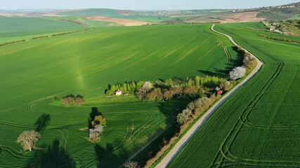 Wall Mural - aerial view of amazing green wavy hills with agricultural fields in spring. south moravia region, cz