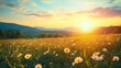 © Roma - A field of flowers with a sunset in the background.