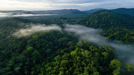 Poster - A scenic aerial view of a misty forest in the early morning