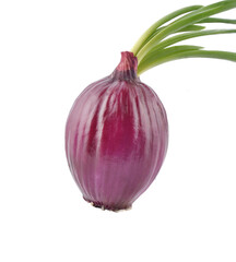 Wall Mural - shallots transparent png