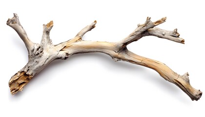 weathered driftwood branch isolated on white background