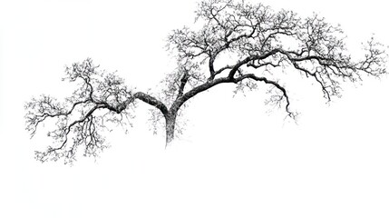 winter tree, branches, stark, white background, nature photography, design element