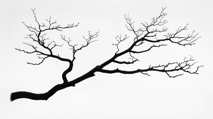 Bare tree branch silhouette, winter, nature, design element