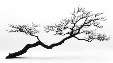 Silhouette of bare tree branch, isolated on white, winter scene, nature photography