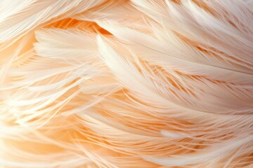 Wall Mural - Soft Peach Bird Feathers Close Up Texture