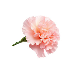 Wall Mural - A delicate pink carnation flower with frilled petals, showcasing its soft hues and graceful form.