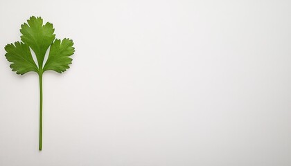 Wall Mural - Fresh green cilantro leaf isolated on a clean white background, ideal for culinary use