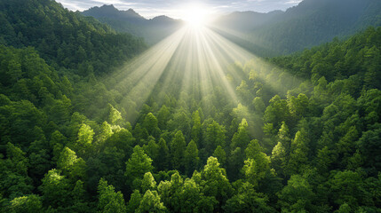 Wall Mural - misty sunrise over dense green forest with sun rays illuminating trees