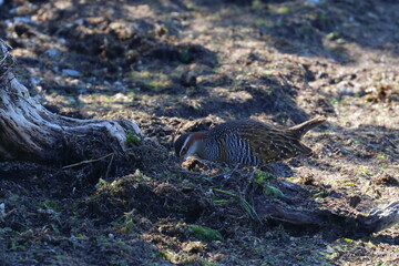 Poster - buff breasted rail