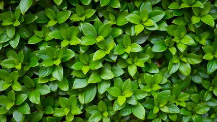 Wall Mural - Lush leaves of boxwood background pattern