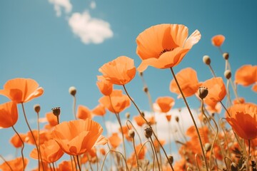 Wall Mural - Poppies flower outdoors blossom nature.