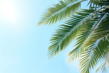 Canvas Print - Palm leaves sky sunlight outdoors.