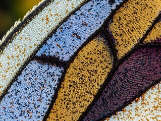 Poster - Detailed close-up of a butterfly wing. AI.