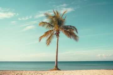 Wall Mural - Plam tree in the beach summer outdoors horizon.