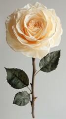 Poster - Cream rose bloom with dark green leaves on a thin brown stem against a light gray background