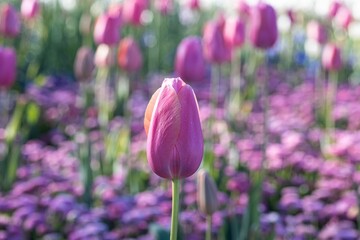 Wall Mural - Vibrant pink tulip in a field of flowers.