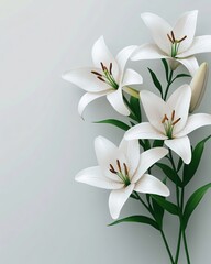 Poster - Elegant White Lilies Bloom on a Soft Gray Background with Green Leaves and Brown Pistils