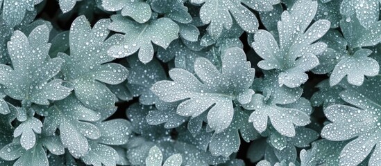 Poster - Green foliage with water droplets detailed texture with copy space for design use