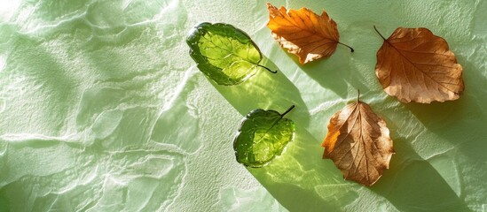 Poster - Colorful leaves on a textured green background with shadows and copy space for text insertion