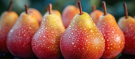 Poster - Freshly harvested pears with water droplets on skin arranged in a row against a blurred background Copy Space