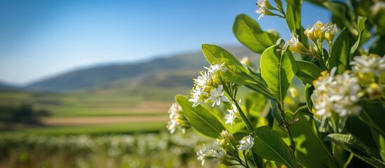 Aufkleber - Mountain landscape with flowering plants in the foreground and blurred hills in the background Copy Space