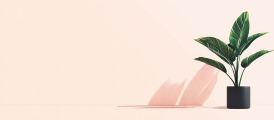 Aufkleber - Indoor plant with glossy leaves in a black pot against a pastel pink wall with soft shadows and copy space for text.