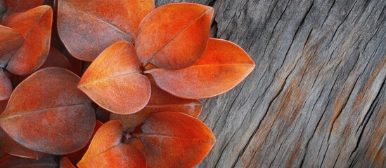 Poster - Orange leaves on textured wooden background with Copy Space for text placement.