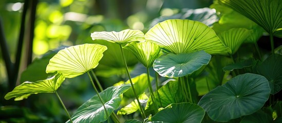 Aufkleber - Green leaves in sunlight with detailed textures and patterns against a blurred natural background Copy Space