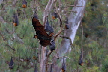 Wall Mural - flying fox