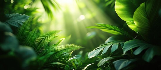 Poster - Lush green foliage with sunlight streaming through in a tropical rainforest setting Copy Space