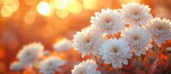 Fototapete - White chrysanthemums in soft sunlight with warm bokeh background and copy space for text.